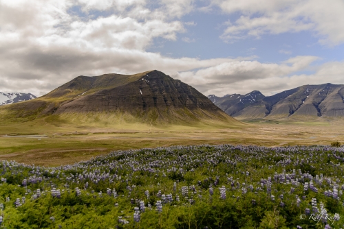 Vestfirðir- road 60 (Lupin field)