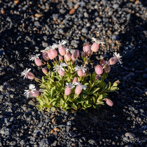 Flowers growing in the lava ashes