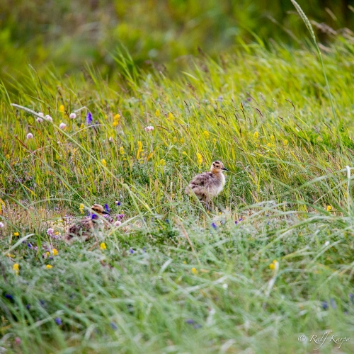 Eurasian Curlew chicks