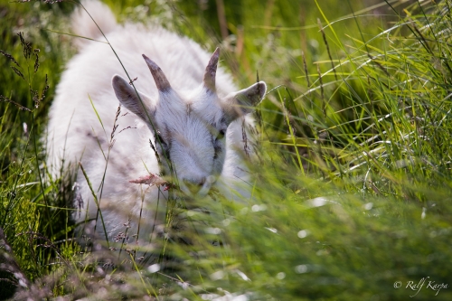 Goat in Snorrastadir